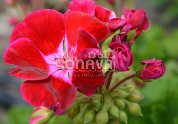 Pelargonium zonale Grandeur Classic Burgundy Splash