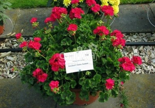 Pelargonium zonale Grandeur Classic Cardinal