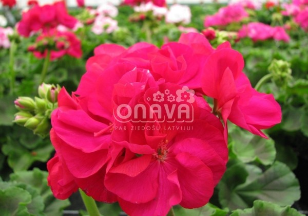 Pelargonium zonale Grandeur Classic Cardinal