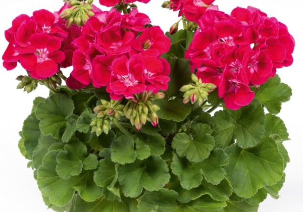 Pelargonium zonale Grandeur Classic Cherry Red Eye