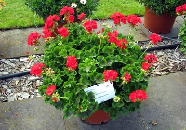 Pelargonium zonale Grandeur Classic Fire