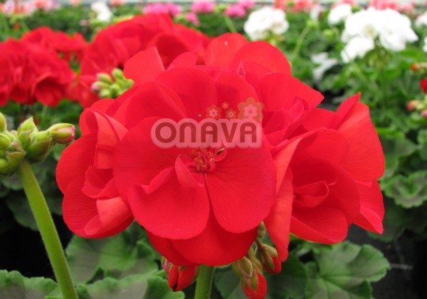 Pelargonium zonale Grandeur Classic Fire