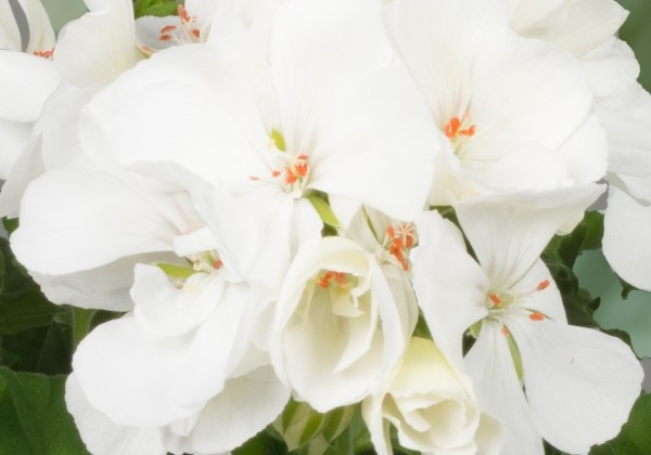 Pelargonium zonale Grandeur Classic Ice