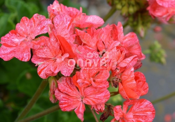 Pelargonium zonale Grandeur Classic Peppermint