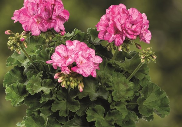 Pelargonium zonale Grandeur Classic Peppermint Rose
