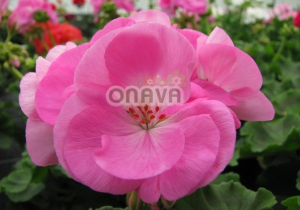 Pelargonium zonale Grandeur Classic Pink