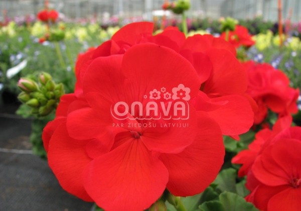 Pelargonium zonale Grandeur Classic Red