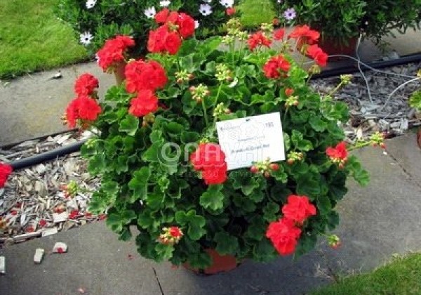 Pelargonium zonale Grandeur Classic Red