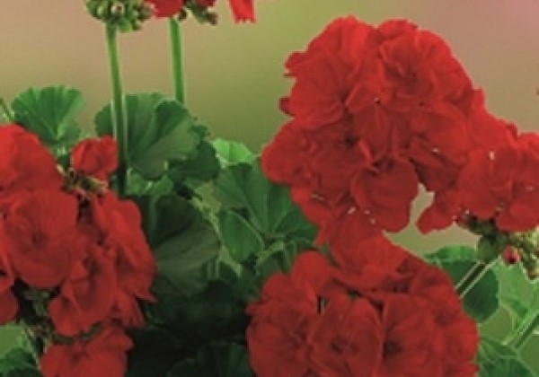 Pelargonium zonale Grandeur Classic Red Pepper