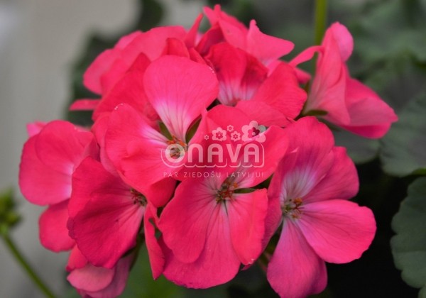 Pelargonium zonale Grandeur Classic Rose
