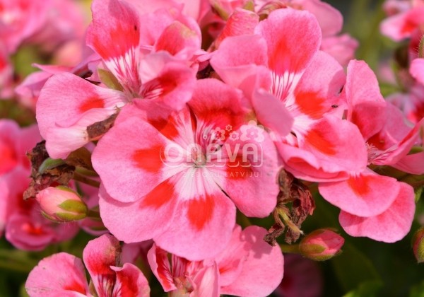 Pelargonium zonale Grandeur Classic Rose Splash