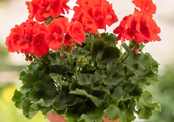Pelargonium zonale Grandeur Classic Scarlet