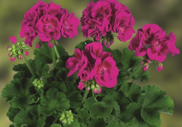 Pelargonium zonale Grandeur Classic Wine Red