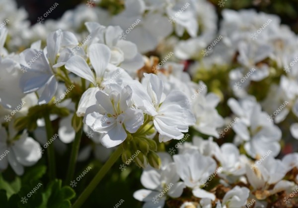 Pelargonium zonale Grandeur Classic White