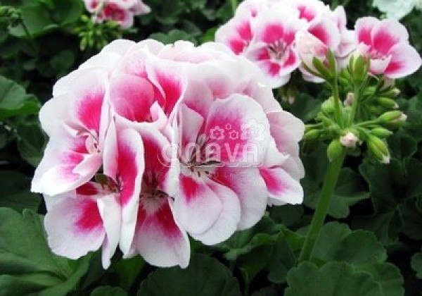 Pelargonium zonale Grandeur Classic White Splash