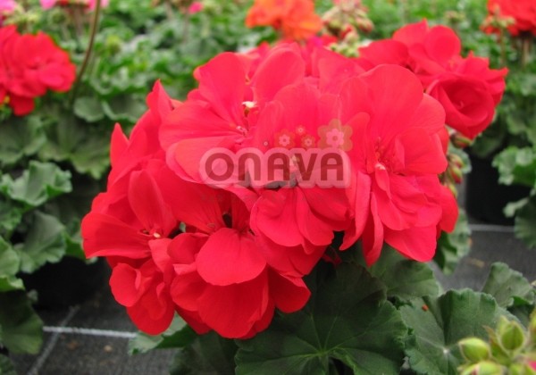 Pelargonium zonale Grandeur Dark Bright Red