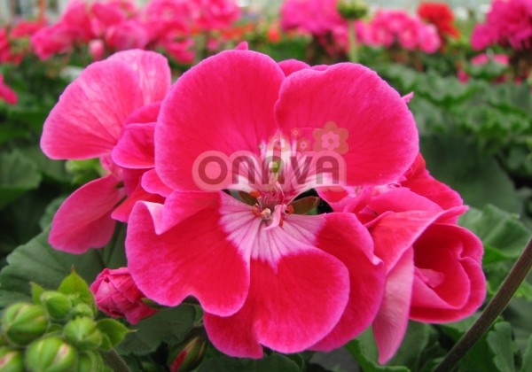 Pelargonium zonale Grandeur Dark Cranberry