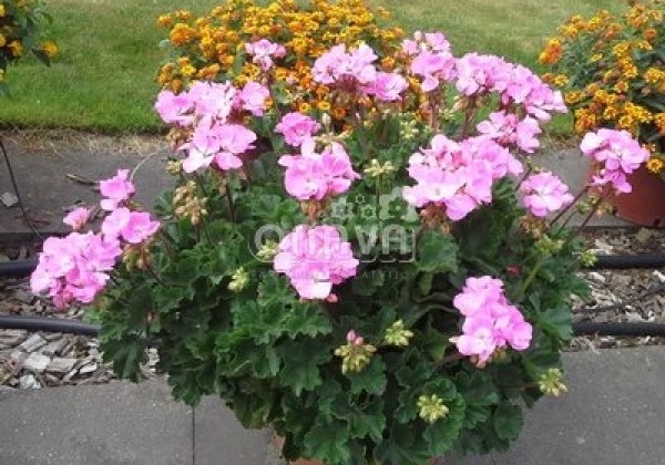 Pelargonium zonale Grandeur Dark Pink