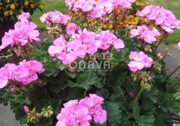 Pelargonium zonale Grandeur Dark Pink