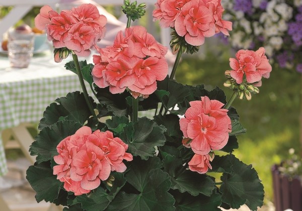 Pelargonium zonale Grandeur Dark Salmon