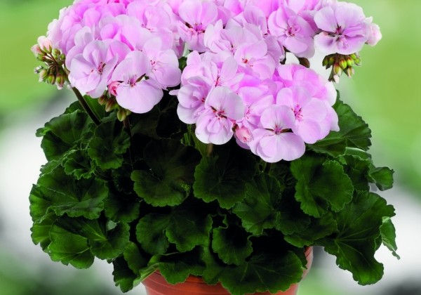 Pelargonium zonale Grandeur Dark Soft Pink