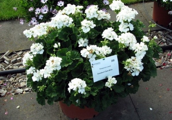 Pelargonium zonale Grandeur Dark White