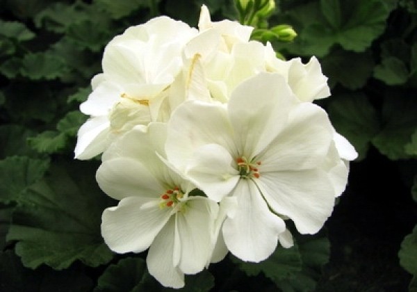 Pelargonium zonale Grandeur Dark White
