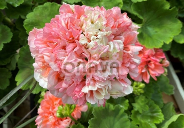 Pelargonium zonale Grandeur Deco Appleblossom