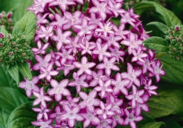 Pentas lanceolata Glitterati Purple Star