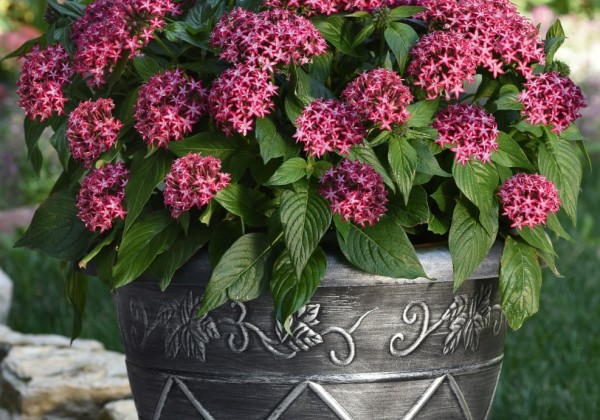 Pentas lanceolata Glitterati Red Star