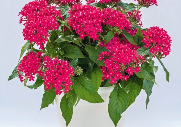 Pentas lanceolata Graffiti 20/20 Fuchsia