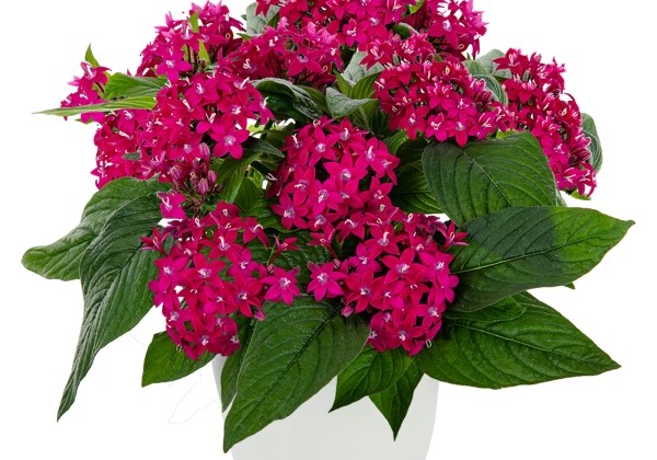 Pentas lanceolata Graffiti 20/20 F1