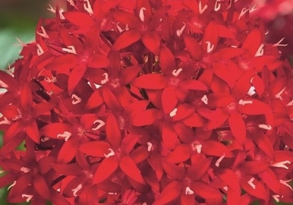 Pentas lanceolata Graffiti 20/20 Red Velvet