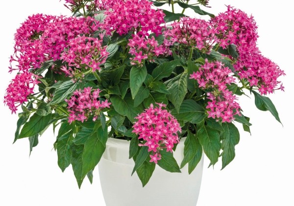 Pentas lanceolata Graffiti 20/20 Ultra Violet