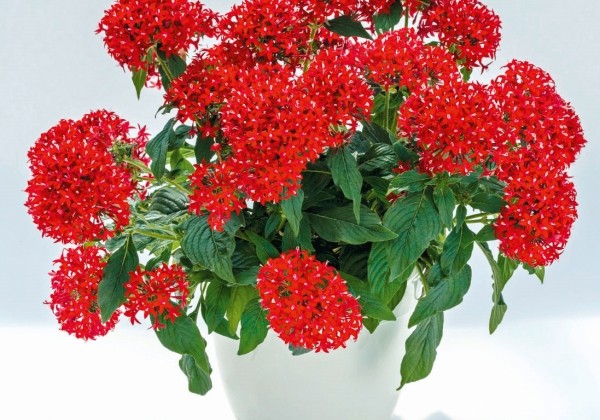 Pentas lanceolata Graffiti 20/20 Vivid Red
