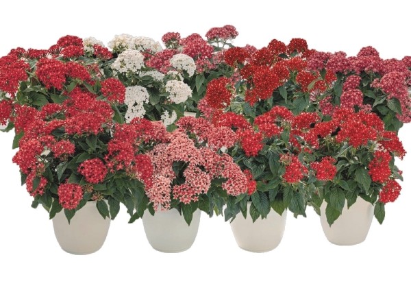 Pentas lanceolata Graffiti 20/20 Mix