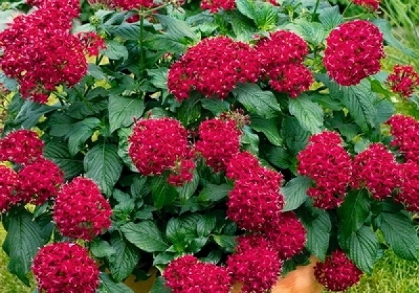 Pentas lanceolata Kaleidoscope Deep Red