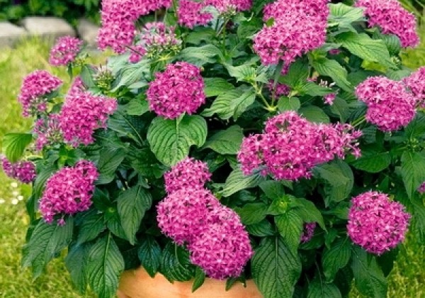 Pentas lanceolata Kaleidoscope Lilac