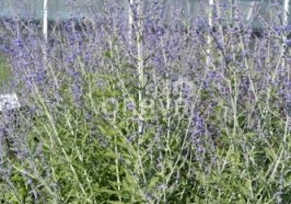 Perovskia atriplicifolia Blue Steel
