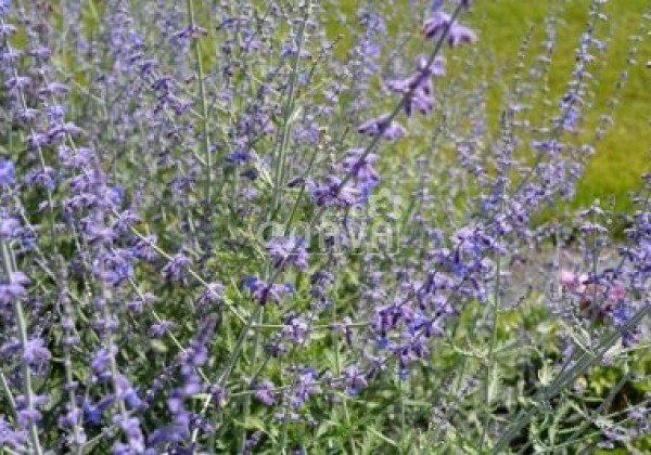 Perovskia atriplicifolia Blue Steel