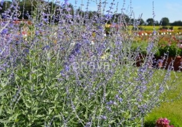 Perovskia atriplicifolia Blue Steel