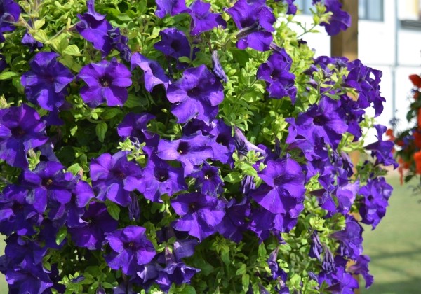 Petunia atkinsiana Surfinia Blue (XXL)