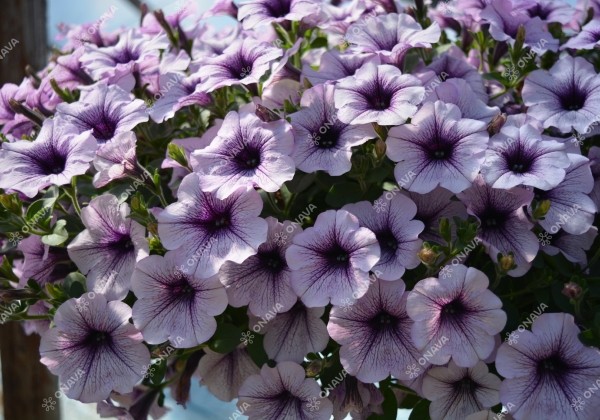 Petunia atkinsiana Surfinia Compact Purple Vein