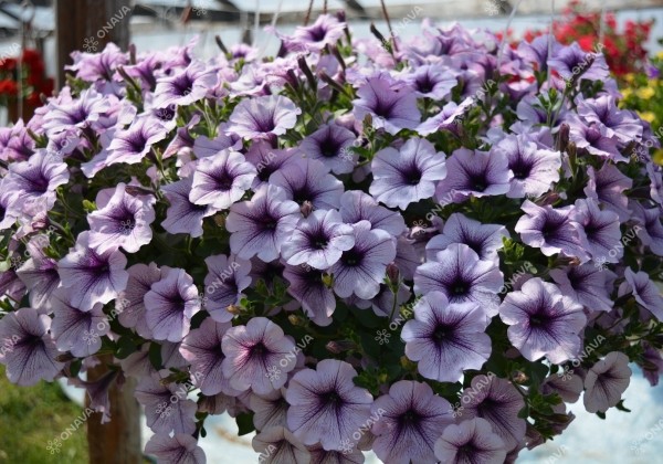 Petunia atkinsiana Surfinia Compact Purple Vein