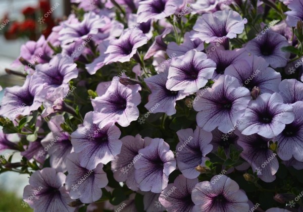 Petunia atkinsiana Surfinia Compact Purple Vein