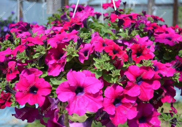 Petunia atkinsiana Surfinia Giant Purple
