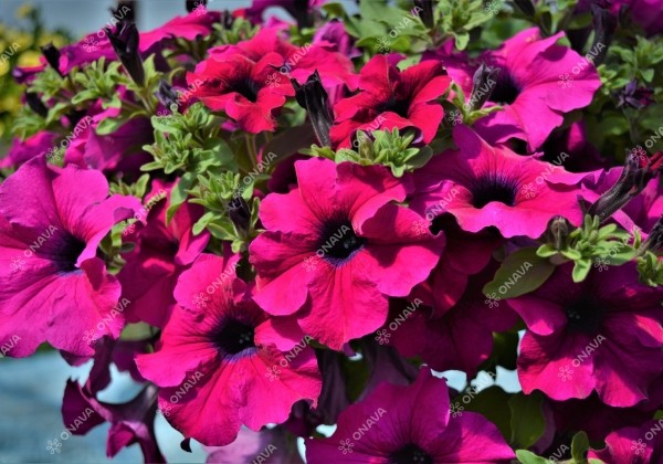 Petunia atkinsiana Surfinia Giant Purple