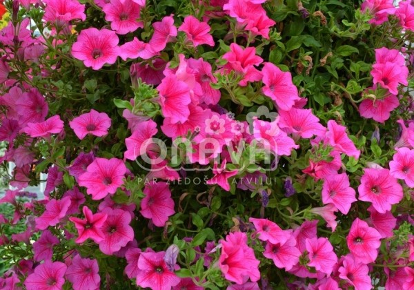 Petunia atkinsiana Surfinia Hot Pink