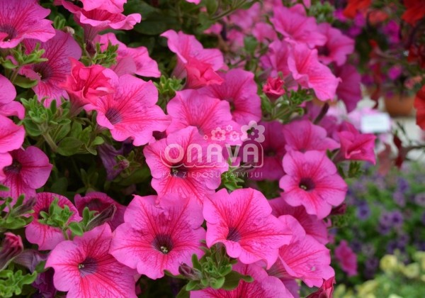 Petunia atkinsiana Surfinia Hot Pink