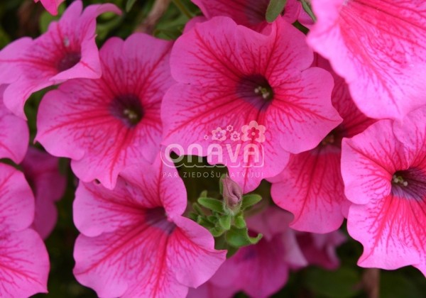 Petunia atkinsiana Surfinia Hot Pink